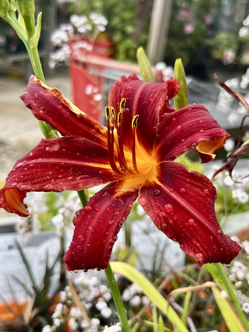 Vente d'arbres fruitiers Brive-la-Gaillarde