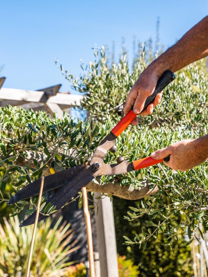 Vente d'arbres d’ornement Brive-la-Gaillarde