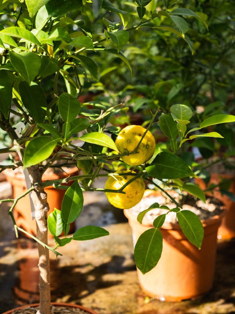 Vente d'arbres fruitiers Brive-la-Gaillarde