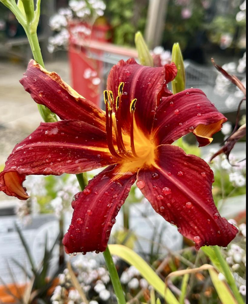 Pépinière avec conseils choix arbre fruitier, Brive-la-Gaillarde