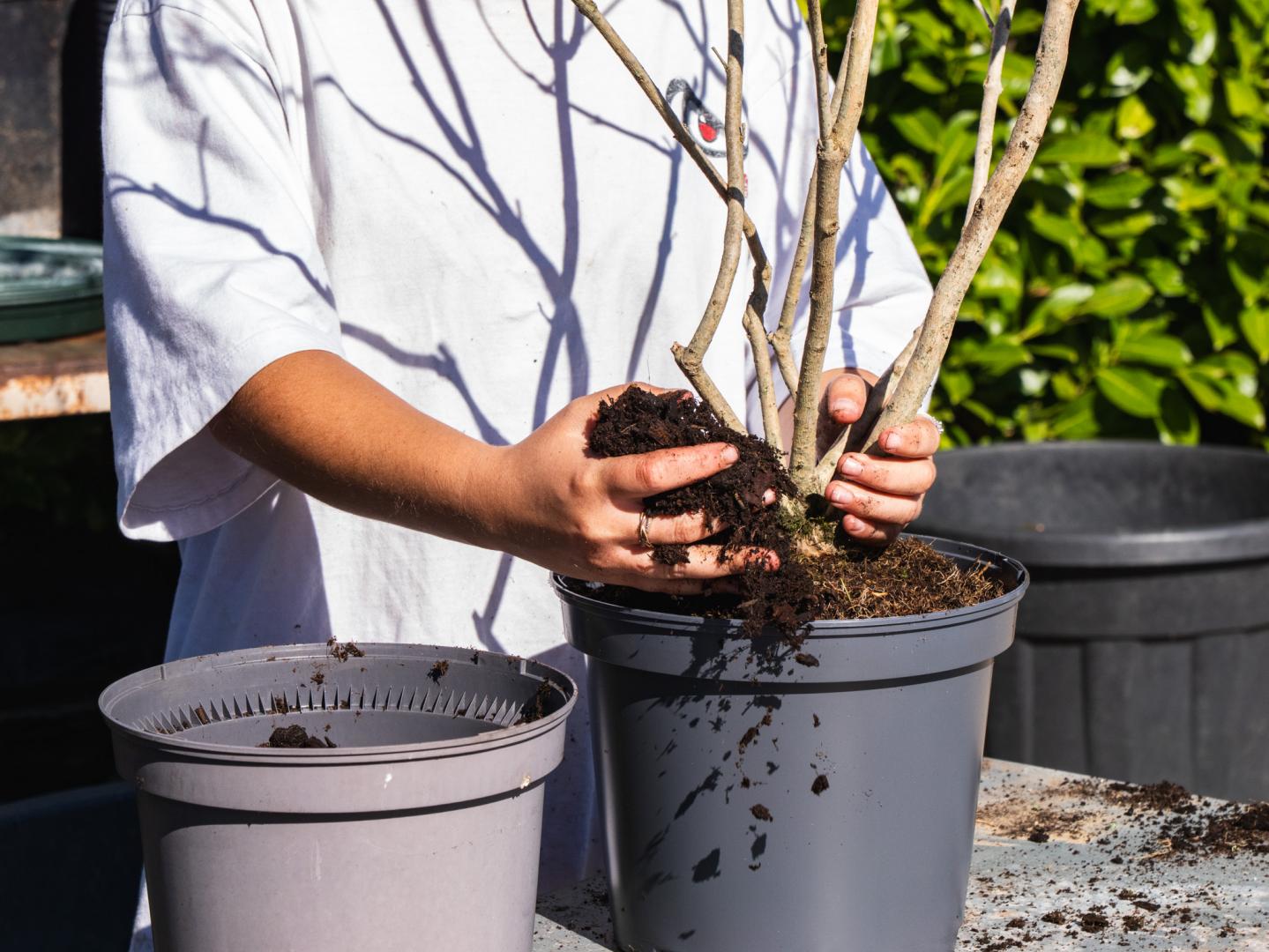 Pots et fleurs Brive-la-Gaillarde