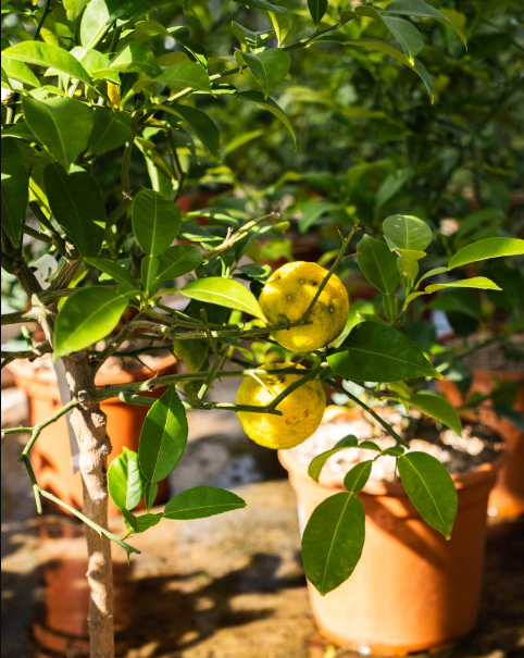 Abricotier nain, Brive-la-Gaillarde